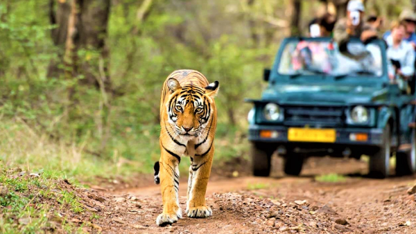 kumbhalgarh-wildlife-sentury-2 (2)